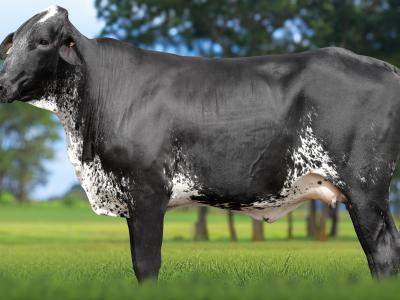 Registro: 4124CH - VALIDA FIV CAL