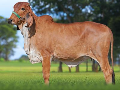 Registro: CAL15290 - ANDORINHA FIV CAL