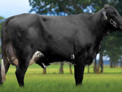 Registro: 4026CH - TAEME FIV CAL