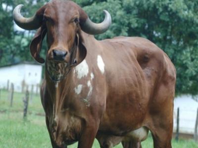 Registro: CAL5496 - Rambola Cal