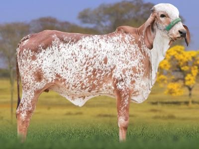 Registro: CAL15268 - AMADORA CAL