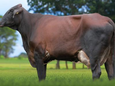 Registro: 6842CG - TERAPEUTA FIV CAL