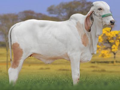 Registro: CAL15101 - ALERTA FIV CAL