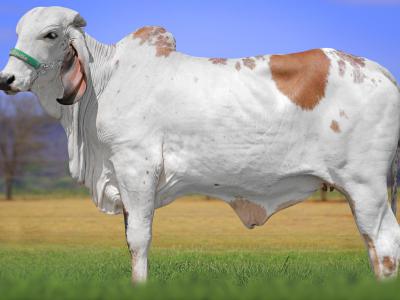 Registro: CAL14975 - URBANA FIV CAL