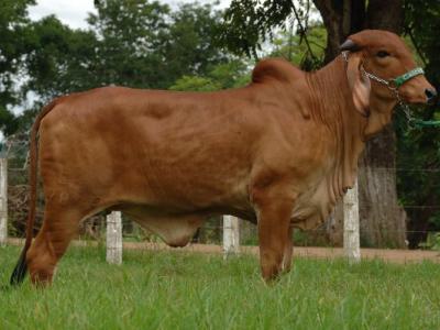 Registro: CAL7898 - Agricultura Cal