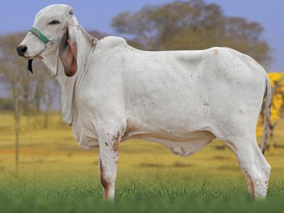 Registro: CAL15244 - ALEMANHA FIV CAL