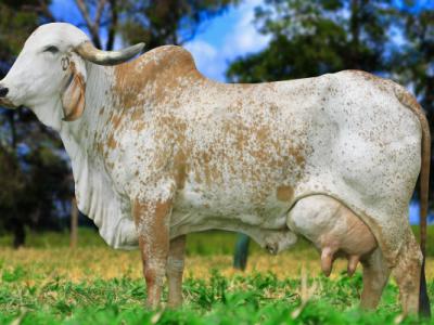 Registro: CAL11569 - Hafiografia Fiv Cal