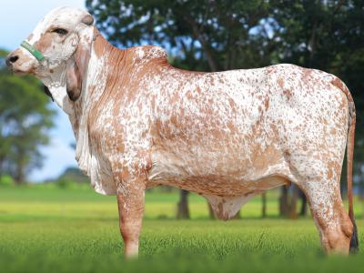 Registro: CAL15053 - UMIDADE FIV CAL