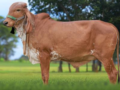 Registro: CAL15138 - ANJADA FIV CAL