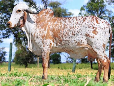 Registro: CAL11624 - Homilia Fiv Cal