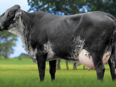 Registro: 5872CK - TENSA FIV CAL