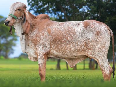 Registro: CAL15108 - ALMA FIV CAL