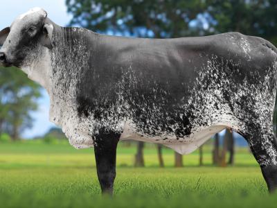 Registro: 4146CH - VAIDADE FIV CAL