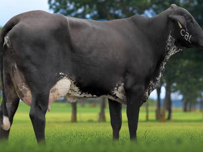 Registro: 7136CF - TAPECARIA FIV CAL