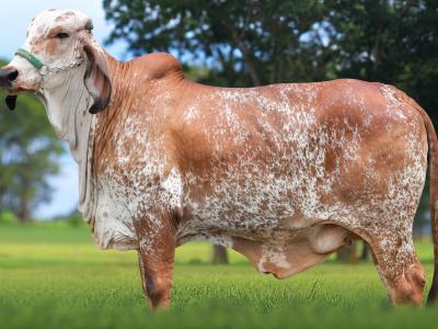 Registro: CAL14955 - UCHOA FIV CAL