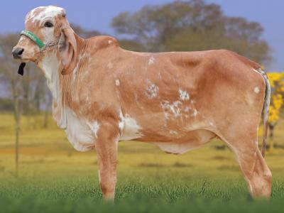 Registro: CAL15176 - ASPA FIV CAL