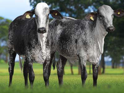 Registro: 3737CS - ARARA FIV CAL