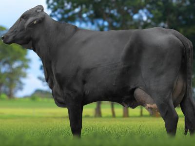 Registro: 5913CK - TROMBETA FIV CAL