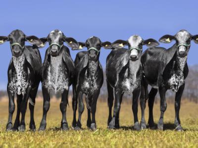 Registro: GCAL2024 - Maravilha Fiv Cal