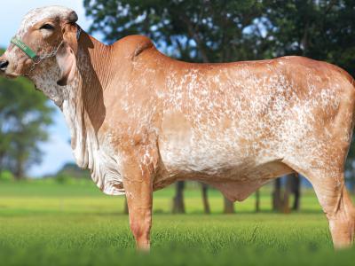 Registro: CAL14945 - UARUMA FIV CAL