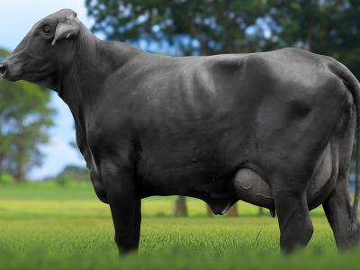 Registro: 5871CK - TUMALINA FIV CAL