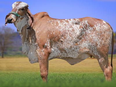 Registro: CAL15034 - VANTAJOSA FIV CAL