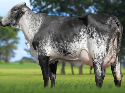 Registro: 5450CM - VARADA FIV CAL