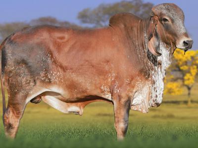 Registro: CAL14899 - VATICANO CAL