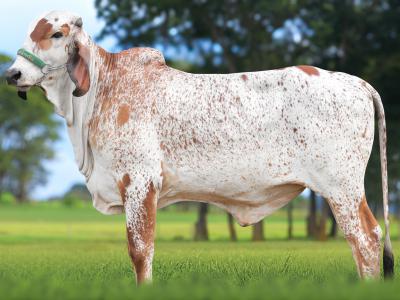 Registro: CAL15159 - ARJA FIV CAL