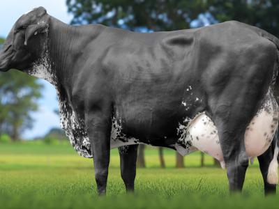Registro: 7043CF - SAUDITA FIV CAL