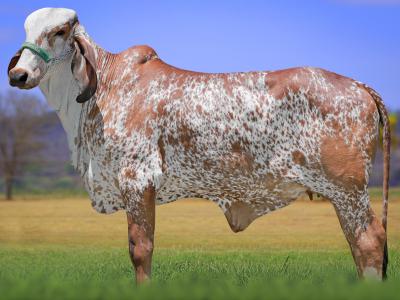 Registro: CAL15033 - VALENCIANA FIV CAL