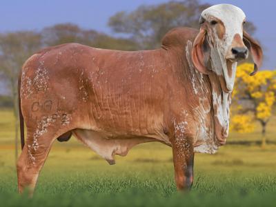 Registro: CAL14892 - VAPUACU CAL