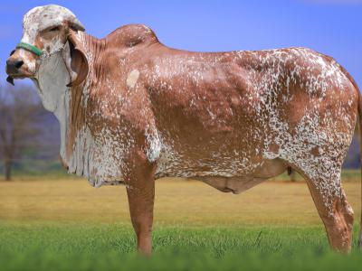 Registro: CAL14803 - VANA FIV CAL