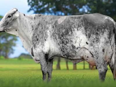 Registro: 4024CH - TYNA FIV CAL