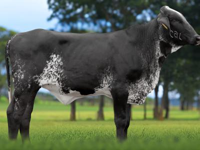 Registro: 4551CU - ARGENITA FIV CAL