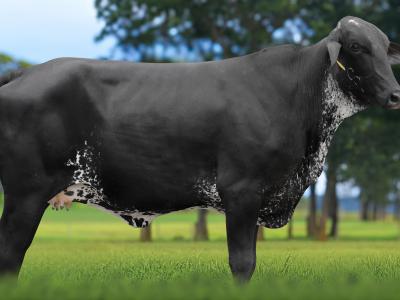 Registro: 5908CK - TERESINA FIV CAL