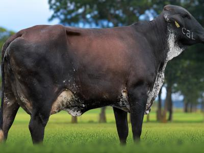 Registro: 7171CF - TACTICA FIV CAL