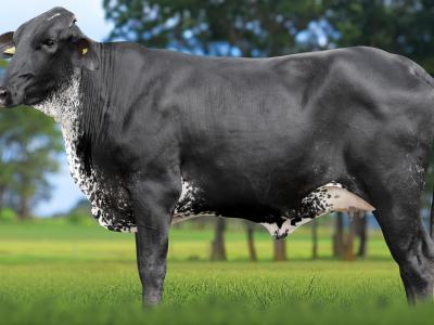 Registro: 4096CH - VESTIA FIV CAL