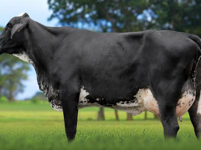 Registro: 4047CH - TETÊ FIV CAL