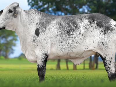 Registro: 4041CH - TENA FIV CAL