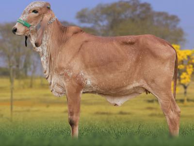 Registro: CAL15248 - ALFENAS FIV CAL