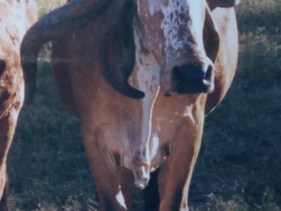 Registro: C6968 - Zoobia Triunfo