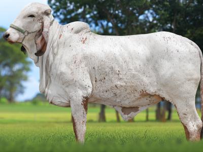 Registro: CAL14895 - VIGILÂNCIA FIV CAL