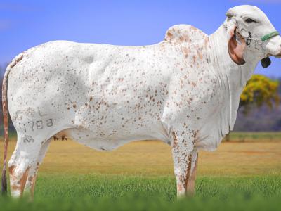 Registro: CAL14708 - TARUA FIV CAL