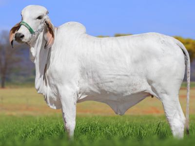 Registro: CAL14735 - VARJA FIV CAL