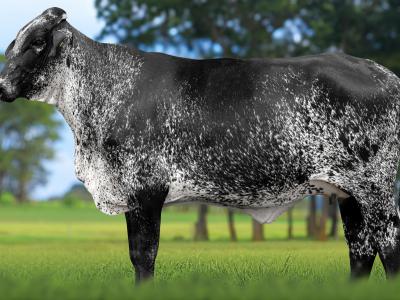 Registro: 4082CH - VIAGEM FIV CAL