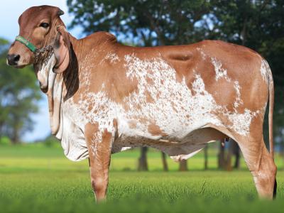 Registro: CAL15188 - ABACATINA CAL