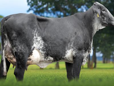 Registro: 5868CK - TASCA FIV CAL