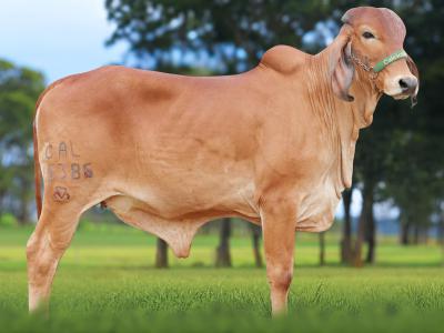 Registro: CAL15386 - AUTORA FIV CAL