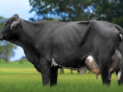 Registro: 5888CK - TESSI FIV CAL